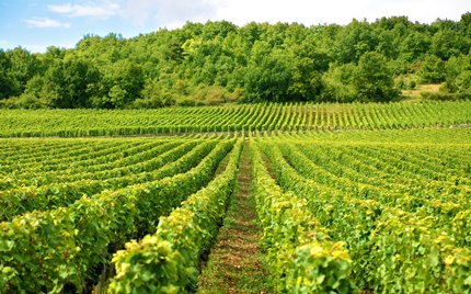EUfondovi vinograd